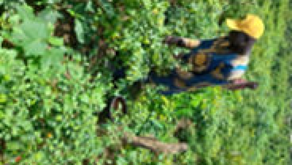 A pepper farmer on his farm along Edila-Emulu road